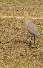 Whistling Heron